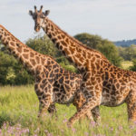 Animals R Amazing! - Giraffes