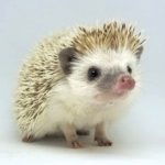 Animals R Amazing! - Hedgehog