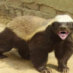 Animals R Amazing! - Honey Badgers