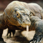 Animals R Amazing! - Komodo Dragons