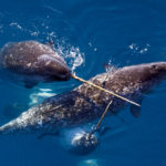 Animals R Amazing! - Narwhal