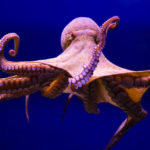 Animals R Amazing! - Octopus