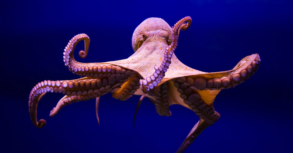Animals R Amazing! - Octopus
