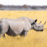 Animals R Amazing! - Rhinos