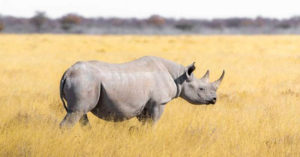 Animals R Amazing! - Rhinos