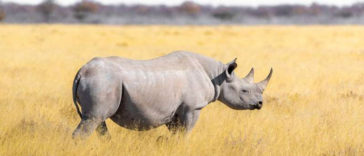 Animals R Amazing! - Rhinos