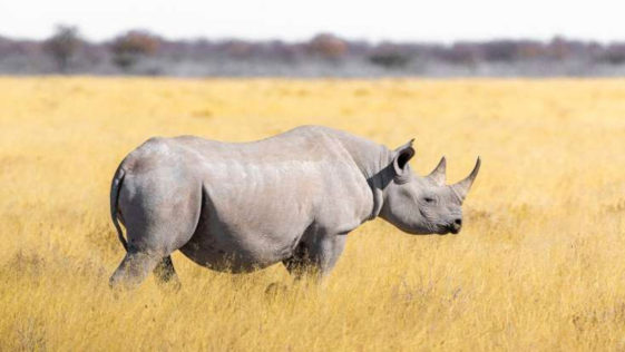Animals R Amazing! - Rhinos