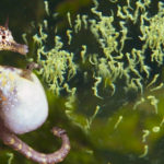 Animals R Amazing! - Seahorses