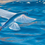 Animals R Amazing! - Flying Fish