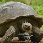 Animals R Amazing! - Tortoise