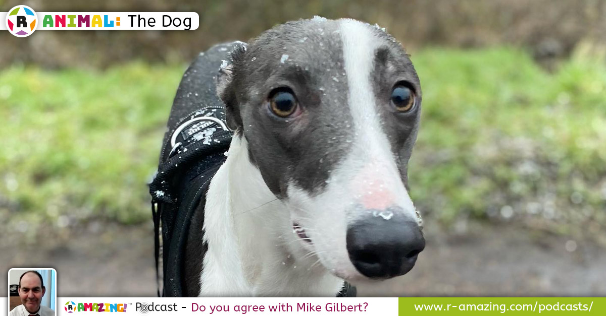 Mike's Most Amazing Animal!