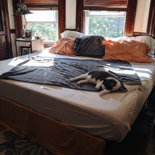 Bedroom Dilemmas R Amazing! - Cat on bed