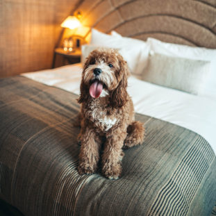 Bedroom Dilemmas R Amazing! - Dog on bed