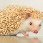 Cute Hedgehogs R Amazing! - Albino Hedgehog
