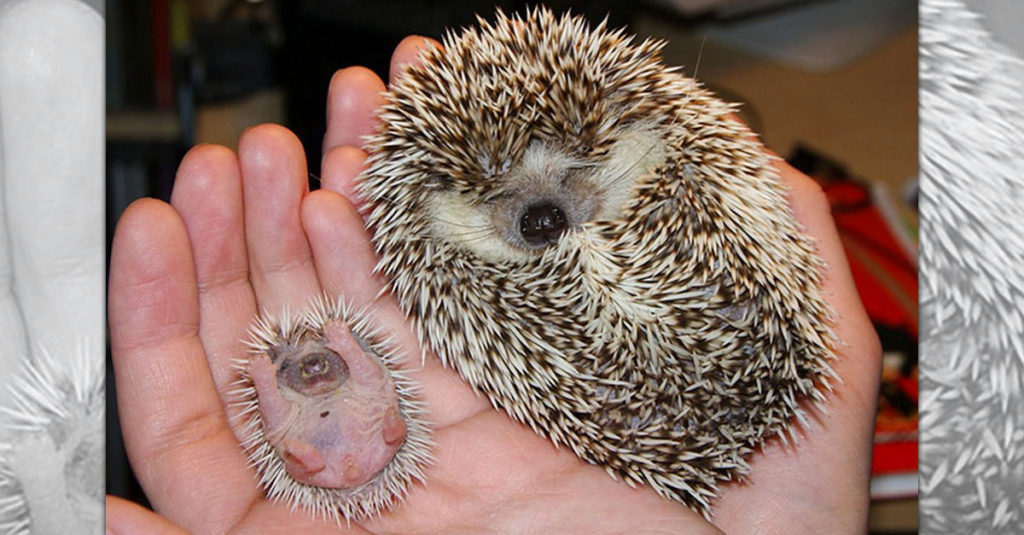 Cute Hedgehogs R Amazing! - Baby and Adult
