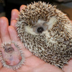 Cute Hedgehogs R Amazing! - Baby and Adult