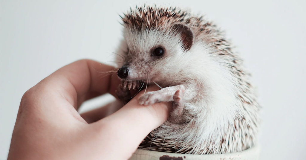 Cute Hedgehogs R Amazing! - Belly Tickle