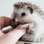 Cute Hedgehogs R Amazing! - Belly Tickle