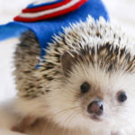 Cute Hedgehogs R Amazing! - Cape Wearing