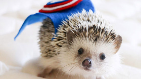 Cute Hedgehogs R Amazing! - Cape Wearing