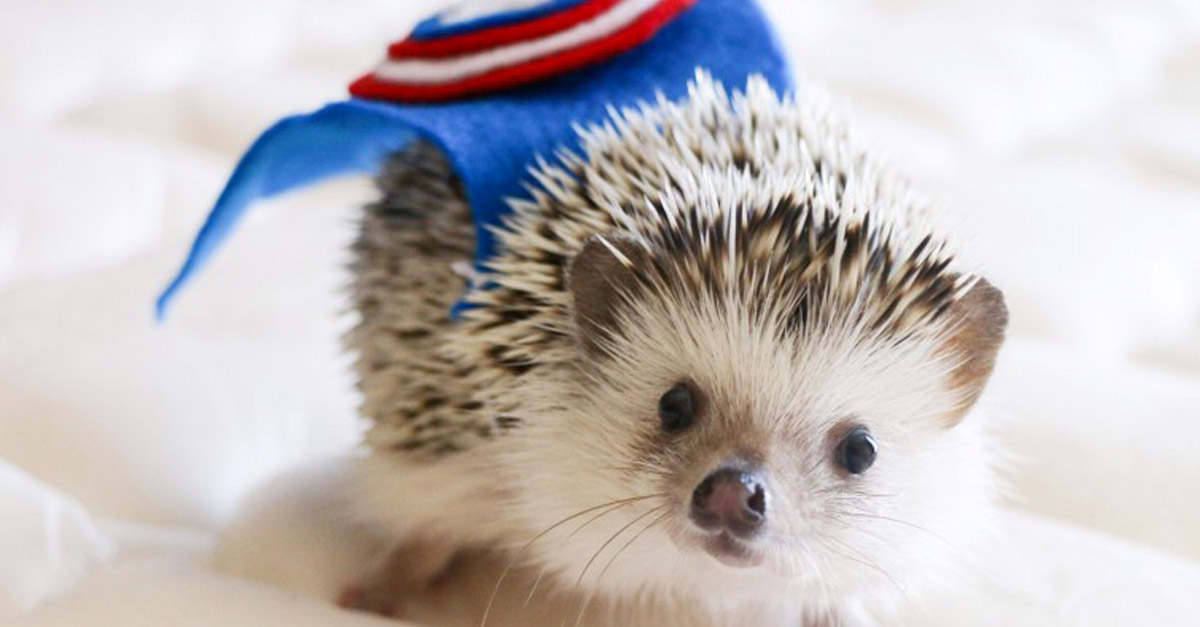 Cute Hedgehogs R Amazing! - Cape Wearing