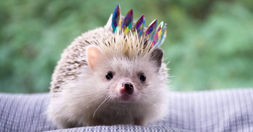 Cute Hedgehogs R Amazing! - Crown Wearing