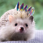 Cute Hedgehogs R Amazing! - Crown Wearing