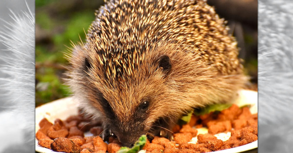 Cute Hedgehogs R Amazing! - Eating
