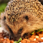 Cute Hedgehogs R Amazing! - Eating