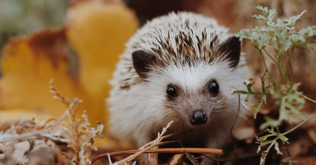 Cute Hedgehogs R Amazing! - Explorer
