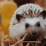Cute Hedgehogs R Amazing! - Explorer