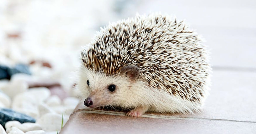 Cute Hedgehogs R Amazing! - Exploring