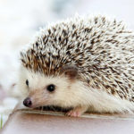 Cute Hedgehogs R Amazing! - Exploring