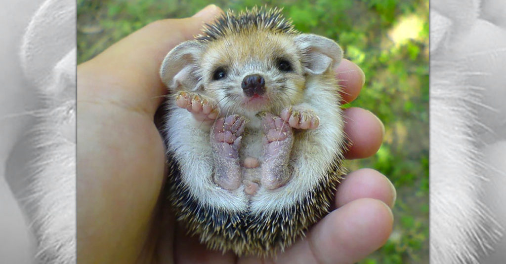 Cute Hedgehogs R Amazing! - Big Footed Hedgehog