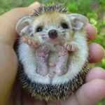 Cute Hedgehogs R Amazing! - Big Footed Hedgehog