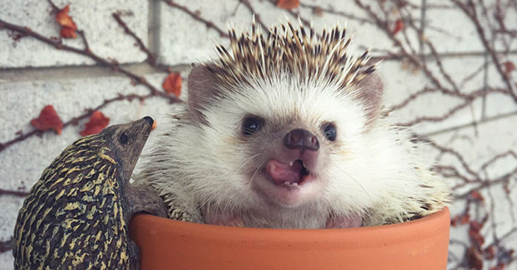 Cute Hedgehogs R Amazing! - Flower Pot