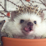 Cute Hedgehogs R Amazing! - Flower Pot