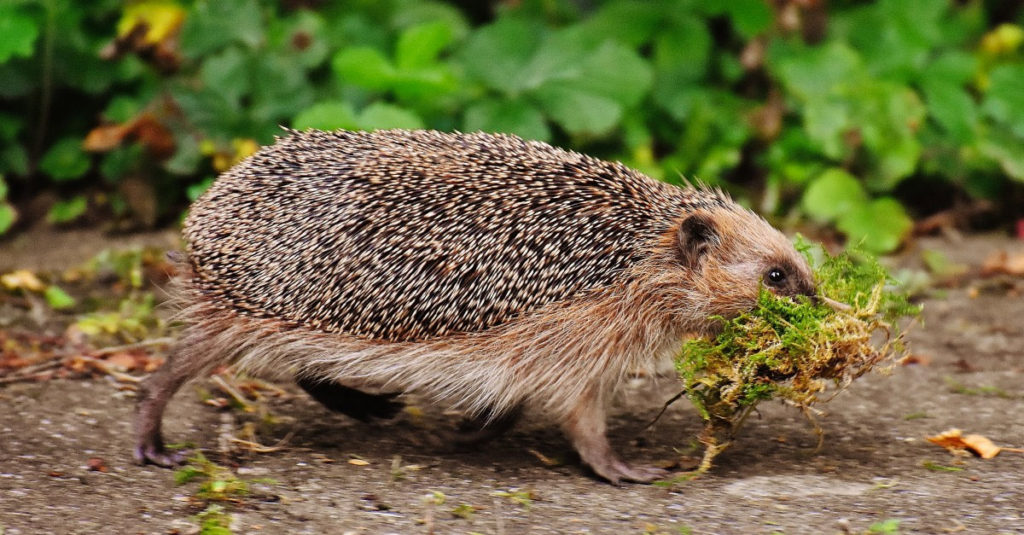 Cute Hedgehogs R Amazing! - Grass