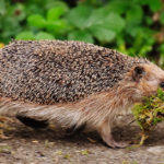 Cute Hedgehogs R Amazing! - Grass