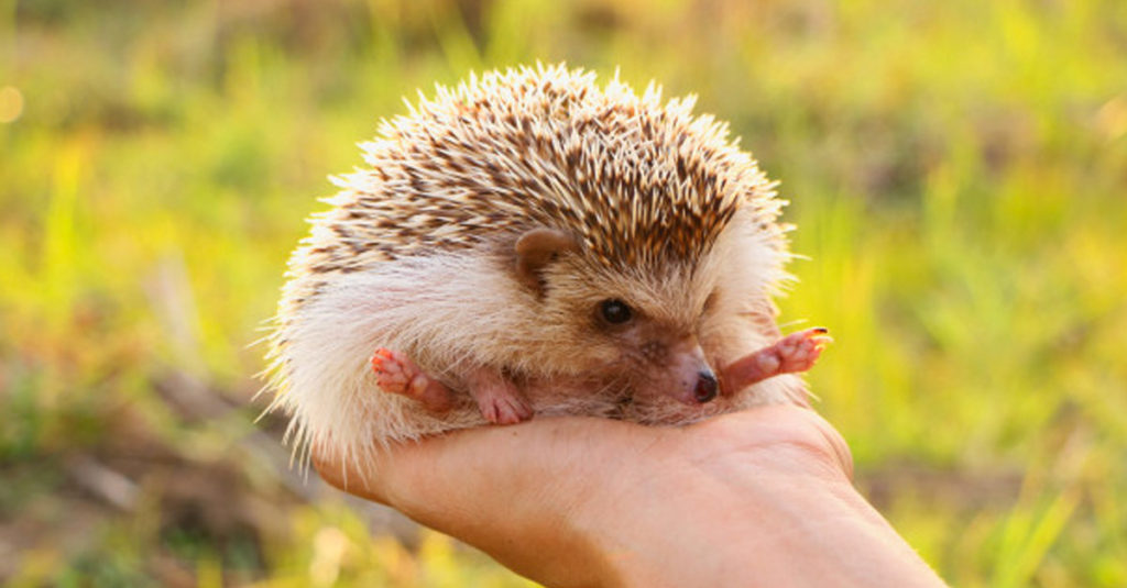 Cute Hedgehogs R Amazing! - Palming