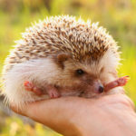 Cute Hedgehogs R Amazing! - Palming