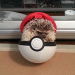 Cute Hedgehogs R Amazing! - Pokeball