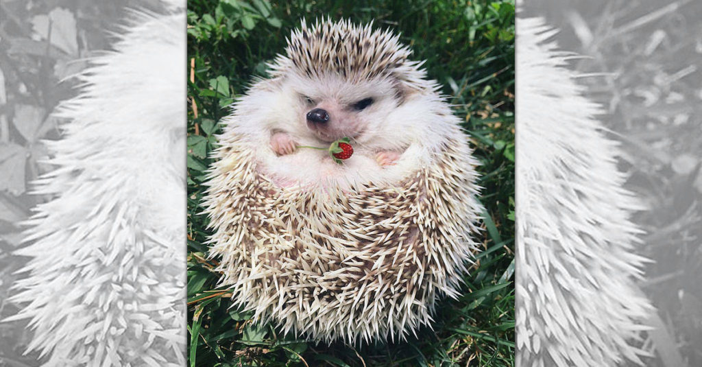 Cute Hedgehogs R Amazing! - Strawberry holding