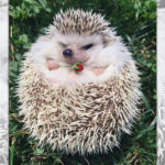Cute Hedgehogs R Amazing! - Strawberry holding