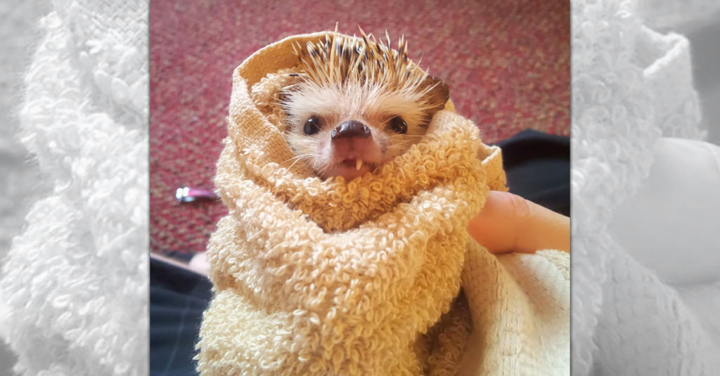 Cute Hedgehogs R Amazing! - Wrapped in Towel