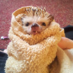 Cute Hedgehogs R Amazing! - Wrapped in Towel