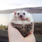 Cute Hedgehogs R Amazing! - Waving Hedgehog