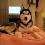 Dog Videos R Amazing!