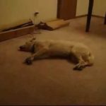 Dog Videos R Amazing!