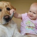 Dog Videos R Amazing!